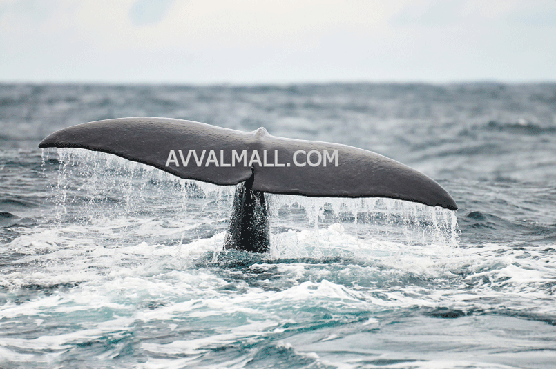 نهنگهای بیت کوین